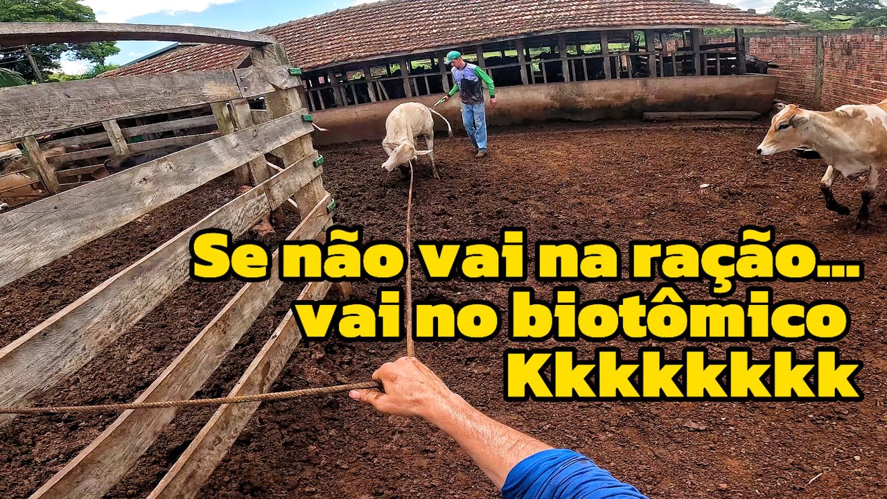 Paitrão mandou nois fazer vitamina nos bezerro (roçavlog)