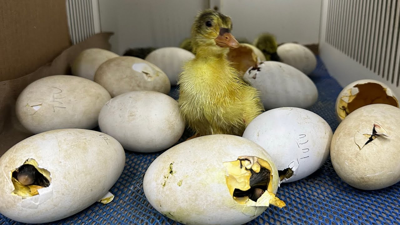 RECORD de nascimento de GANSOS AFRICANO e TOULEOUSE | mudanças na criação | Aves Recriar