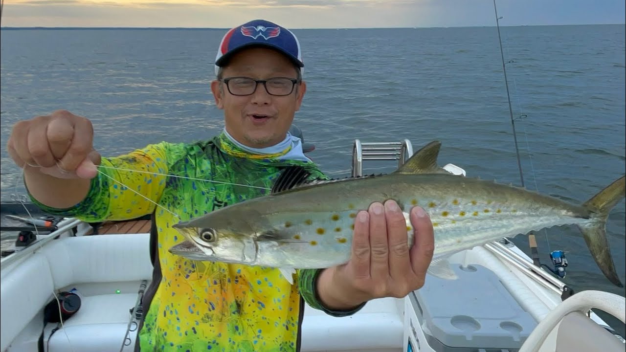 Cruising for Bluefish in the Chesapeake Bay, Maryland!