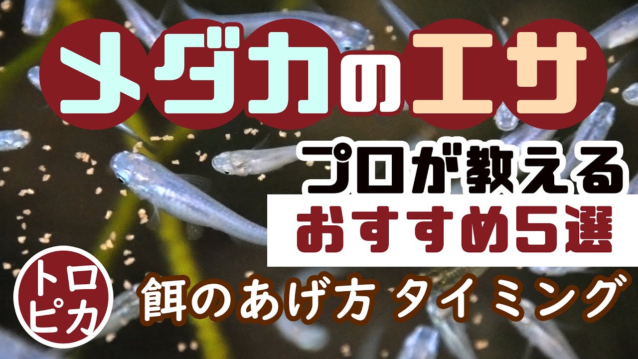 プロがすすめるメダカのエサ5選！餌のあげ方やタイミングも教えます！
