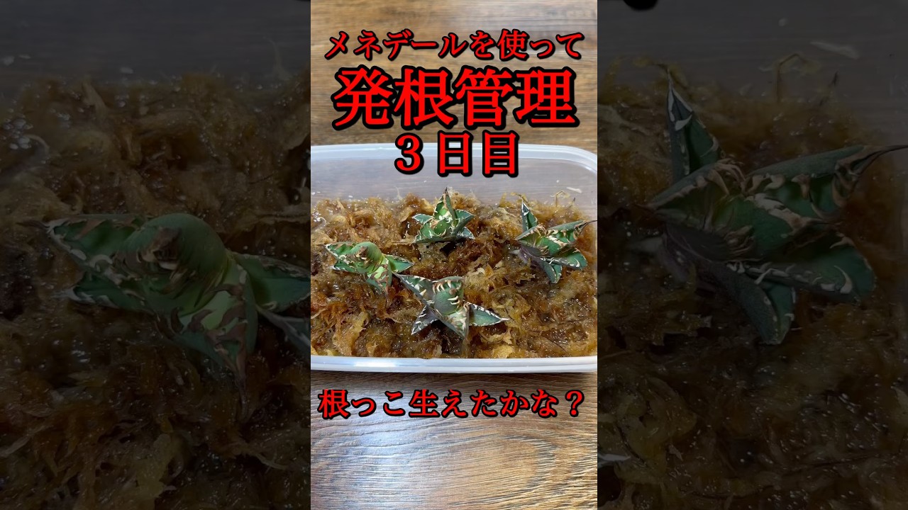 メネデールを使って発根管理、３日で根は生えるのか？