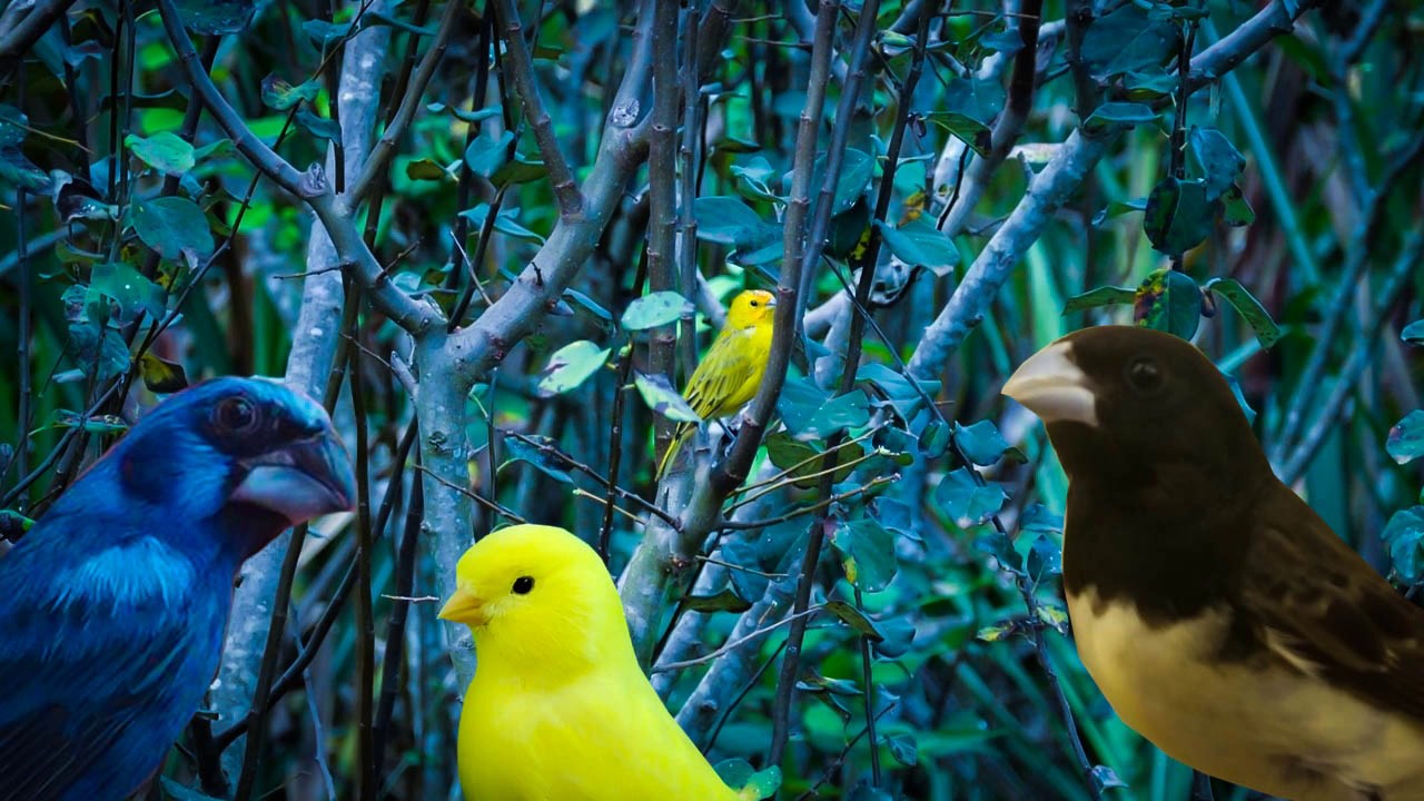 Azulão, Canário Belga, Coleiro, Canário da terra e Sanhaço coqueiro tudo cantando na natureza!