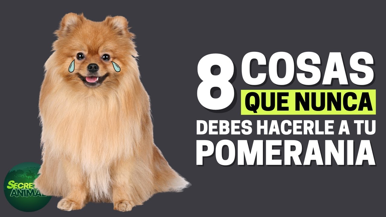 8 Cosas Que Nunca Debes Hacerle A Tu Pomerania