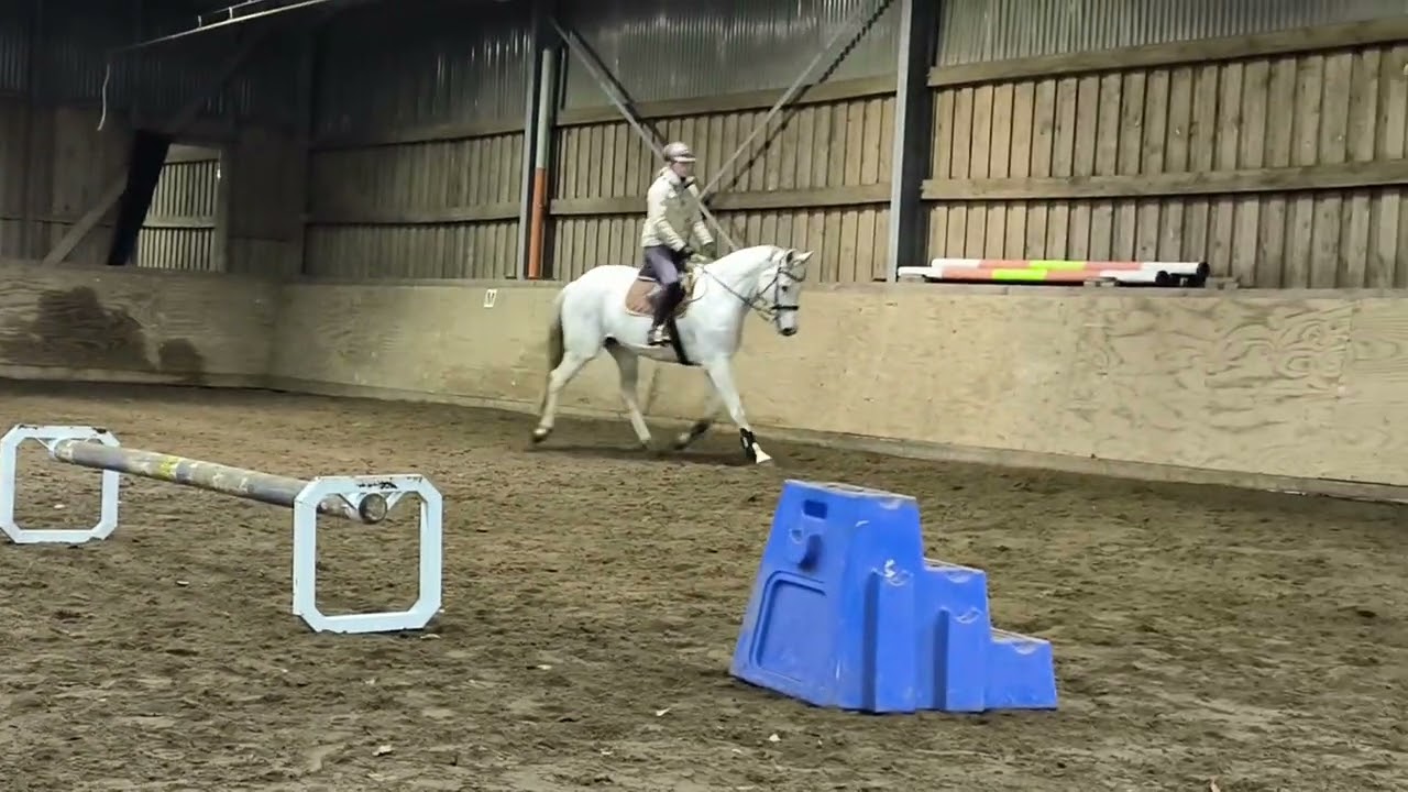 Fairly Famous und Annika beim Cavaletti-Training