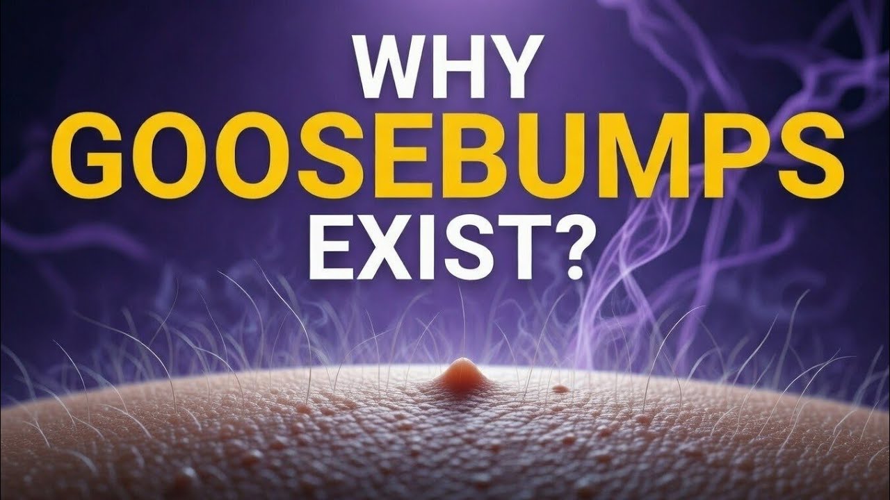Why Goosebumps Actually Exist (It’s Not Just Cold)