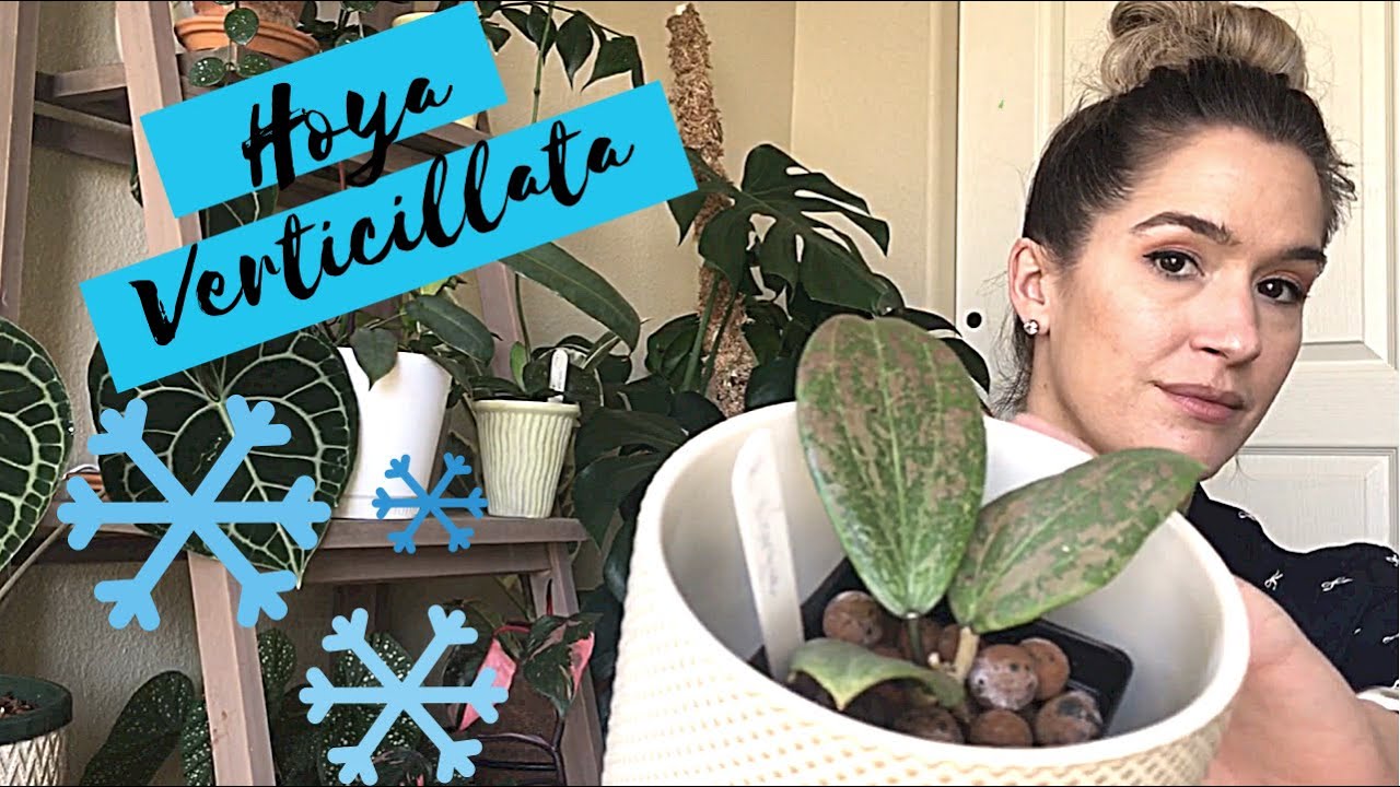 Hoya Verticillata Wibergiae | Happy Hoya-days: Day 13 | Vlogmas 2020