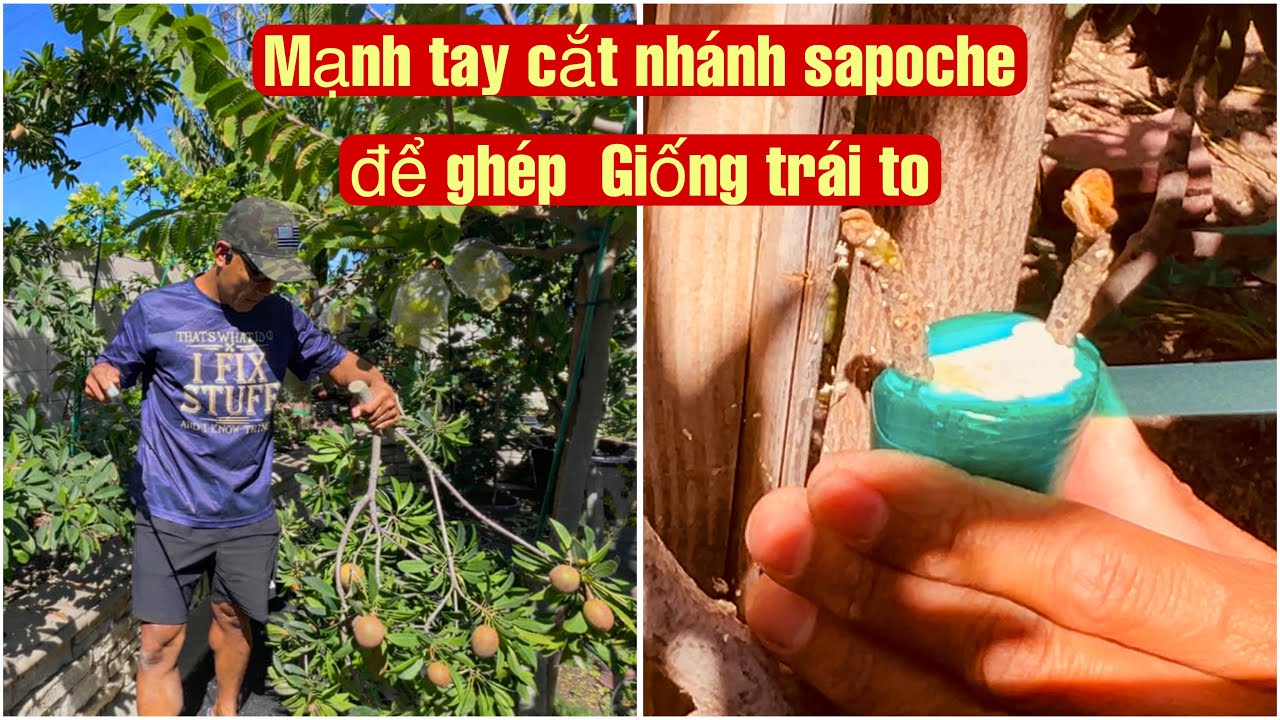 Mạnh tay cắt nhánh sapoche to đùng để ghép giống trái siêu to