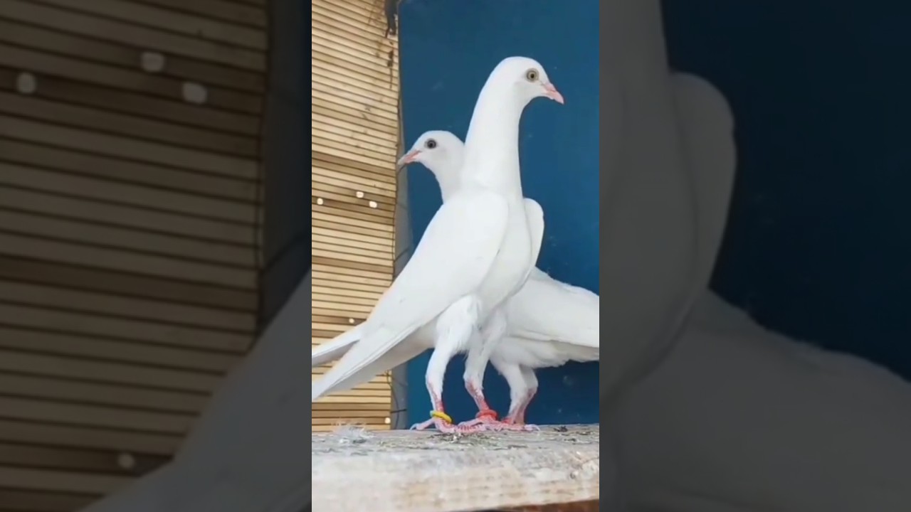 pigeon hobby #pigeon