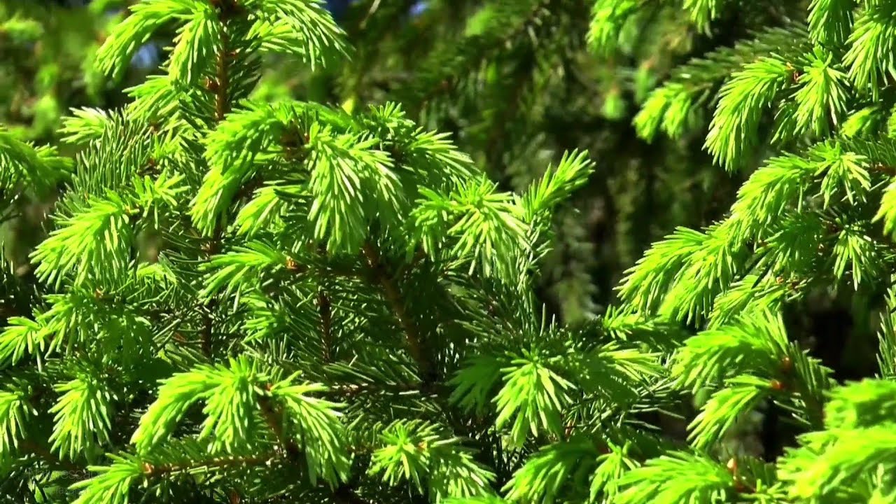 30 minute Spectacular Nature videos with Deep Relaxing Music | Calm and Relaxation