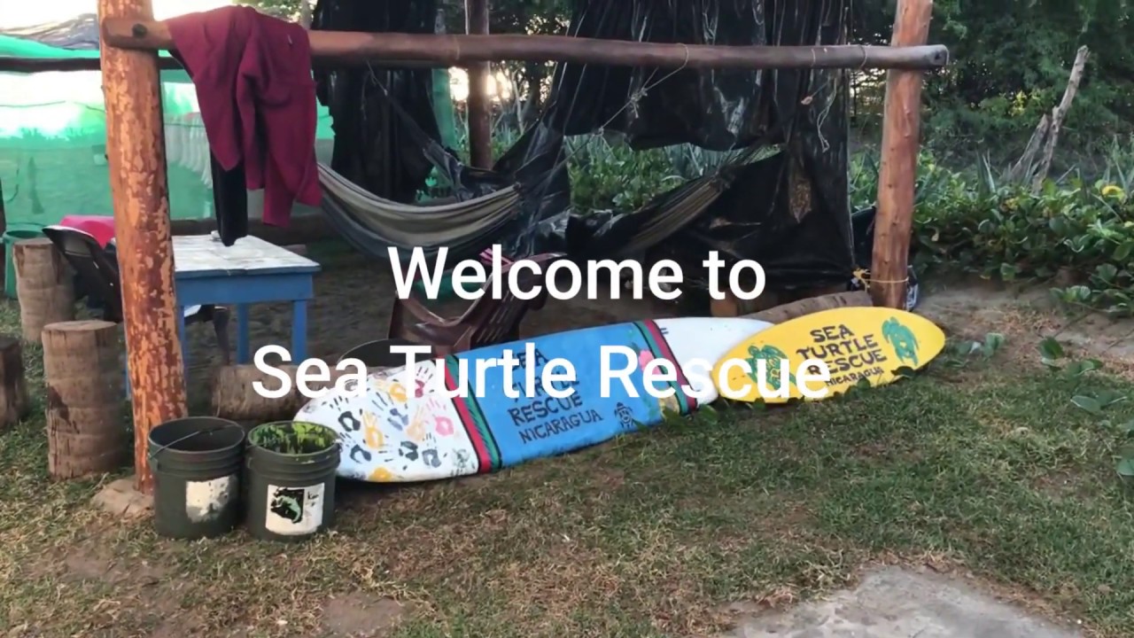 Sea Turtle Rescue facility tour