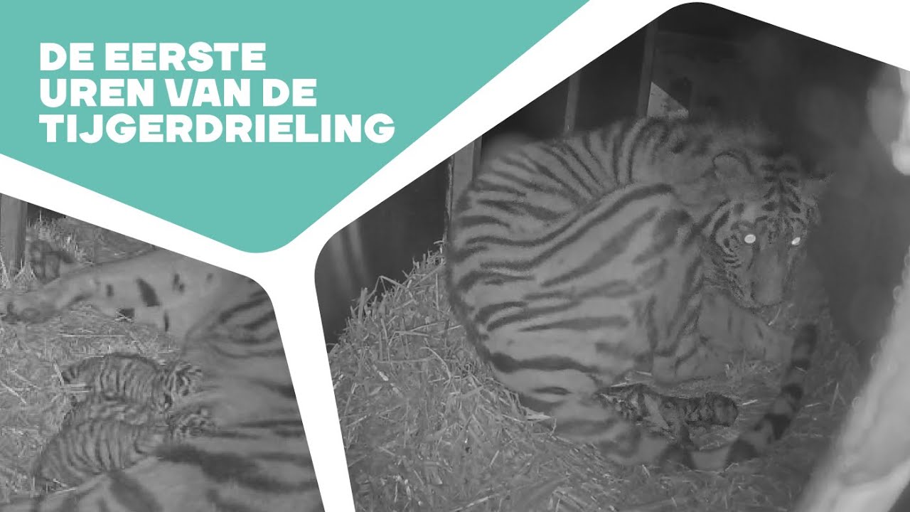 🐅 ZO GAAT EEN TIJGERGEBOORTE! | Tijgerdrieling in Ouwehand