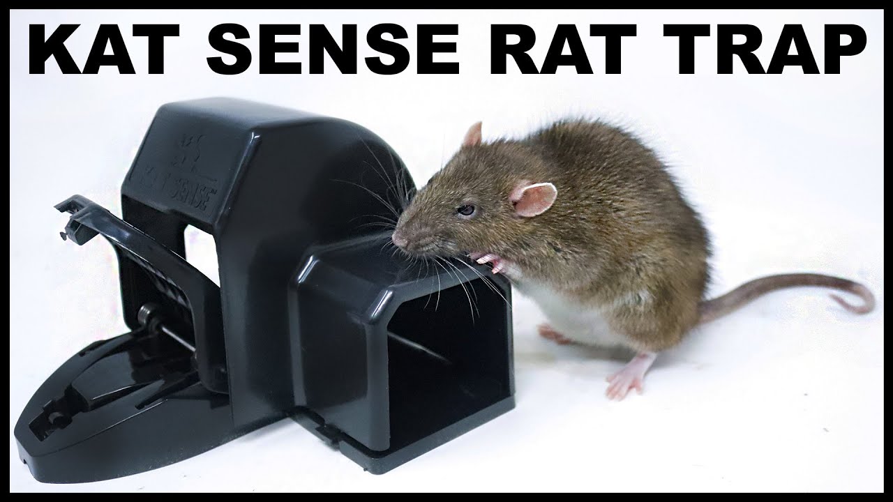KAT SENSE covered rat trap works for mice and rats. Mousetrap Monday