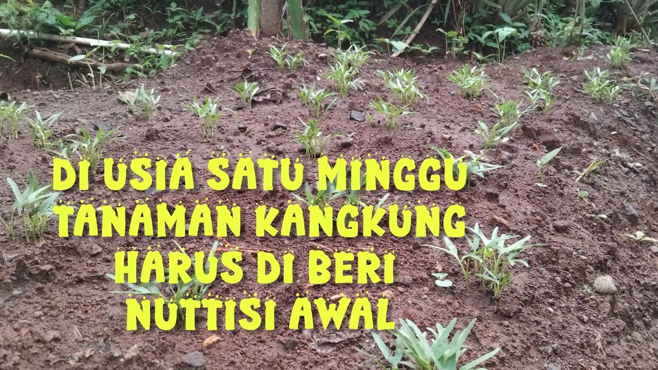 cara memberi nutrisi awal untuk tanaman kangkung