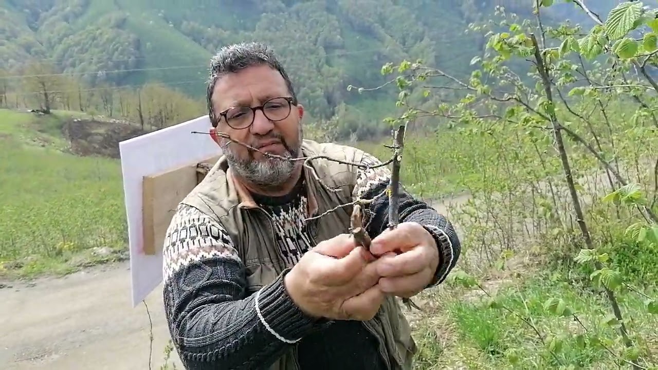Fındık da Uç kurusu ve önlemleri.