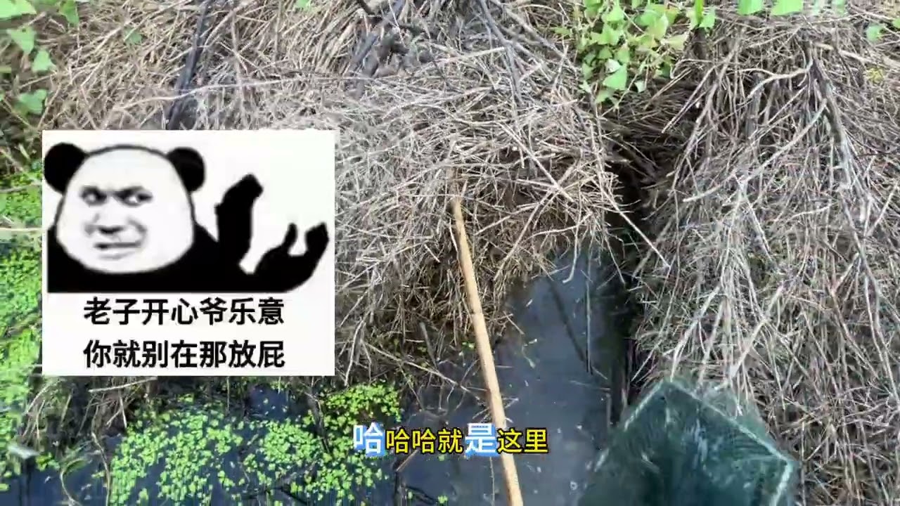 老婆孩子回娘家，老五笑哈哈😂……总欠了几期视频了？ #真实户外  #野生黄鳝  #今天的收获  #我的乡村生活  #狗都不下老五下