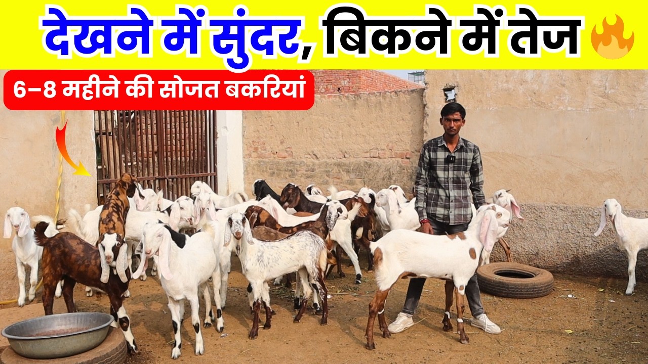 देखने में सुंदर, बिकने में तेज 🔥 | 6–8 महीने की सोजत बकरियां -SOJAT GOAT FARMING IN INDIA