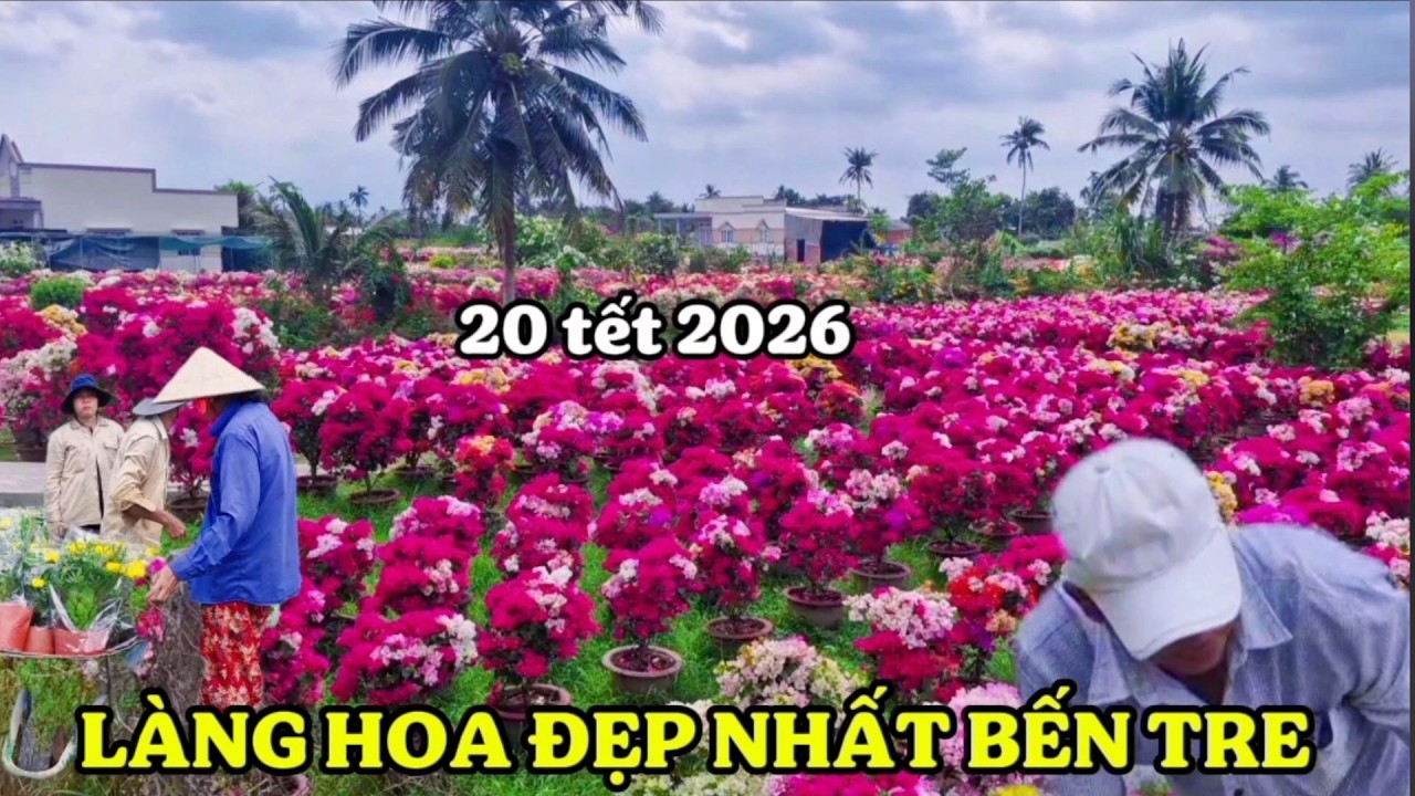 LÀNG HOA ĐẸP NHẤT BẾN TRE NHÌN MÊ LY - 20 TẾT 2026