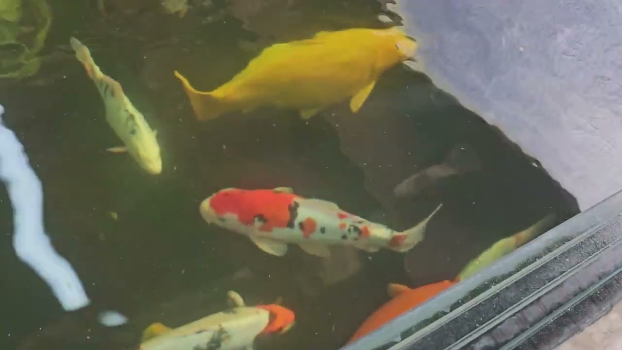 pond clean