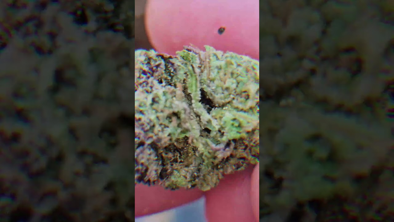 Hash Burger #subscribe #420community #freethatplant