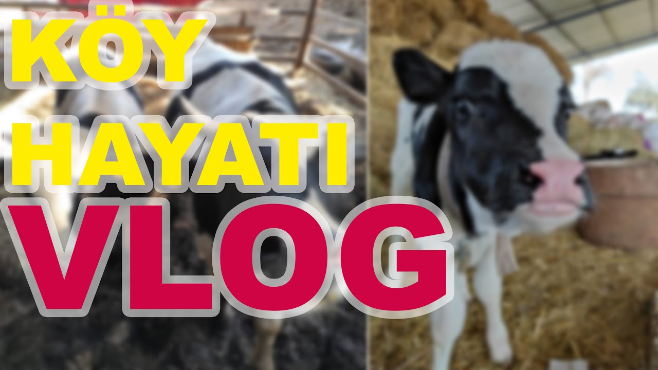 KÖY VLOG / SÜT HAYVANCILIĞI / DOĞAL KÖY HAYATI/ DONDURAN KÖYÜ