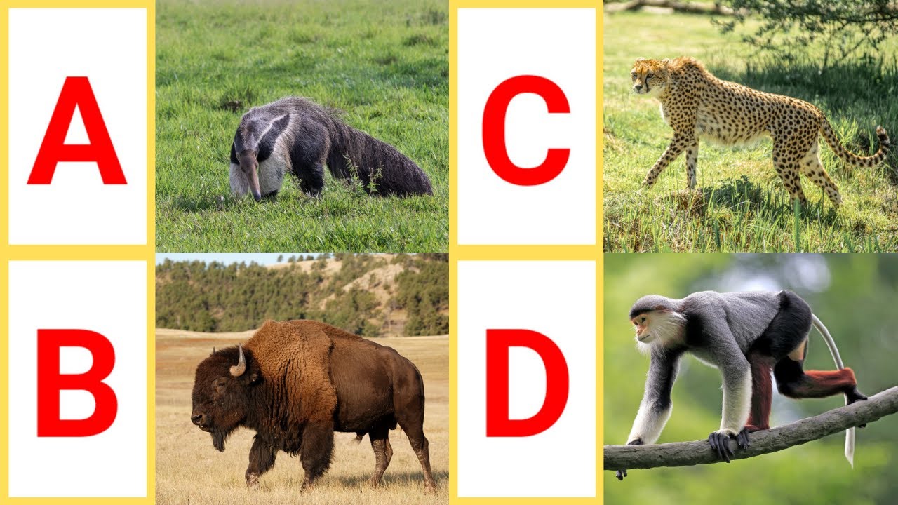 A to Z Wild Animals | A to Z Wild Animals with video & pictures | Wild Animals with pronunciation |
