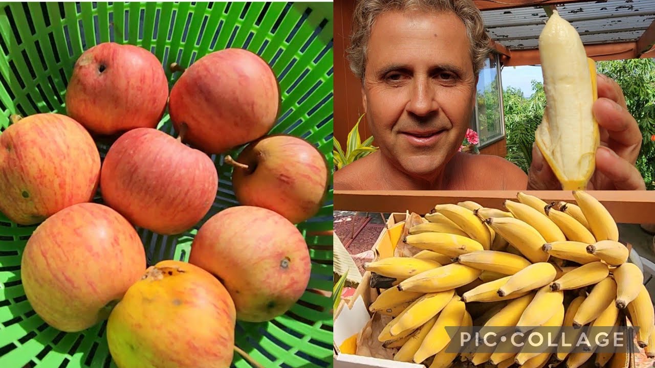 Tasting Home Ripened Bananas + Picking 1st Royal Gala Apples