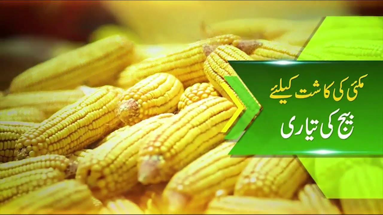 (Maize Production Technology)       مکئی کی پیداواری ٹیکنالوجی
