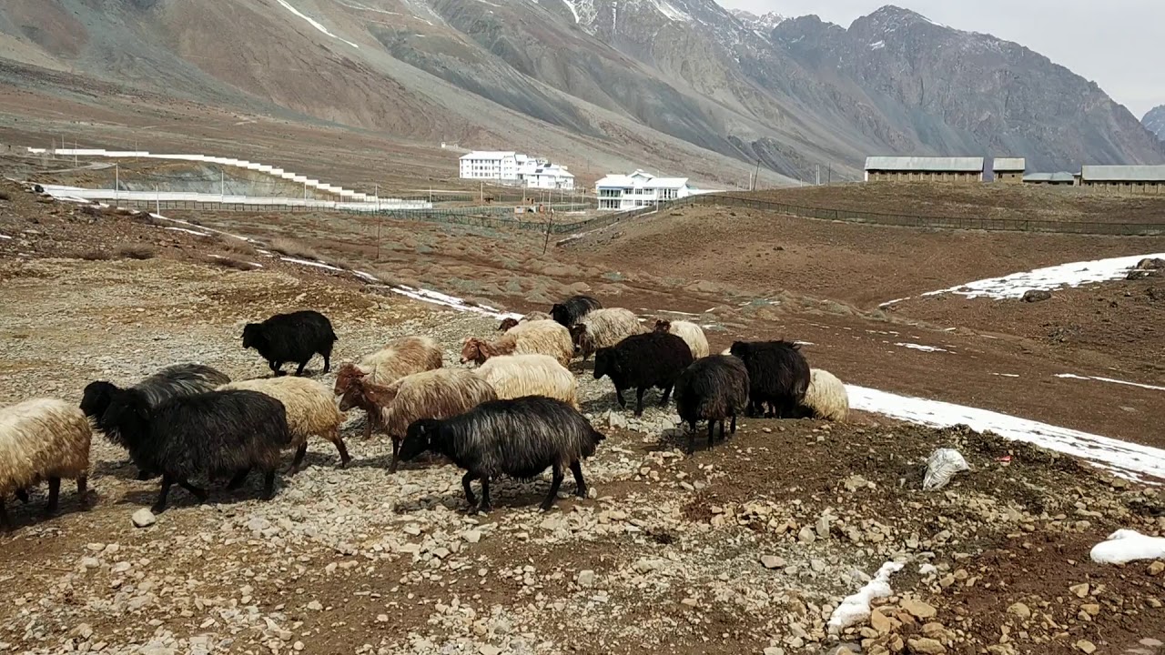 Karakul sheep Khumbathang Farm Kargil Ladakh.