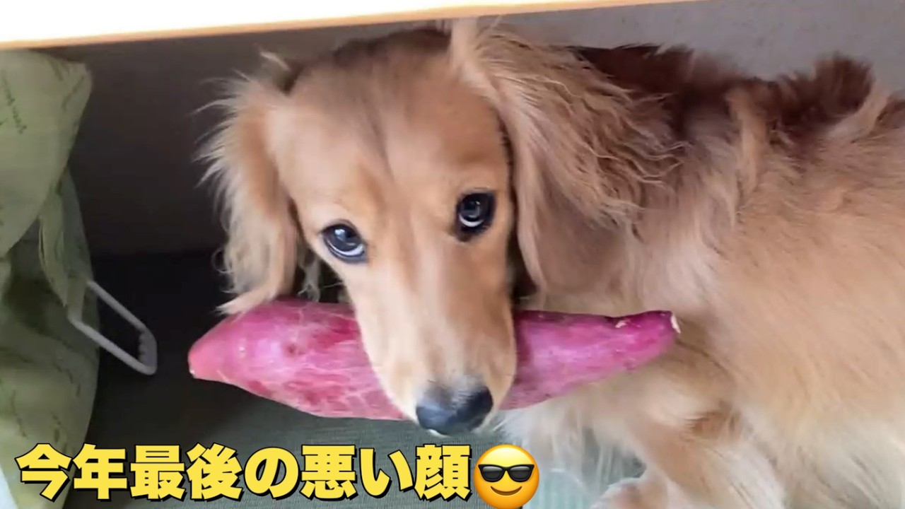 反抗期の愛犬にビシ！っと言ってやりました（大きいミニチュアダックス）