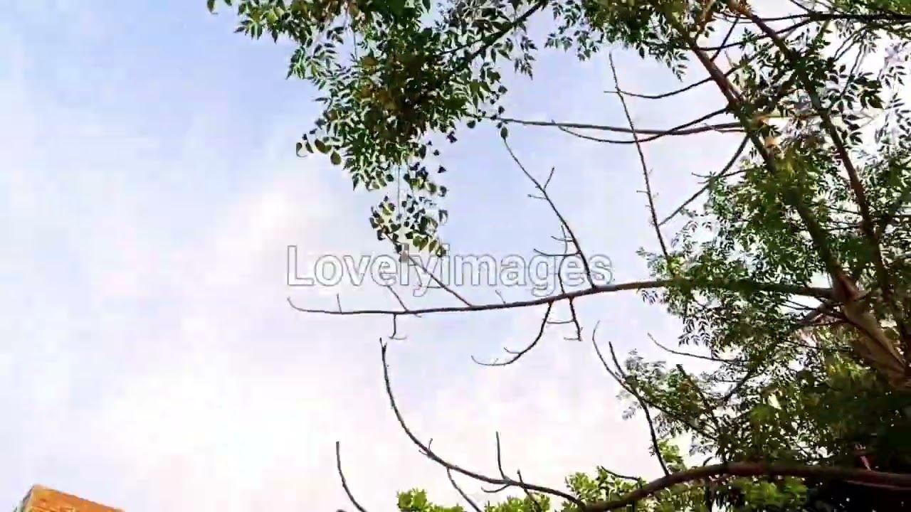 Beautiful nature video||Relaxing musics||lovelyimages||#nature #naruto #naturestatus #naturalbeauty
