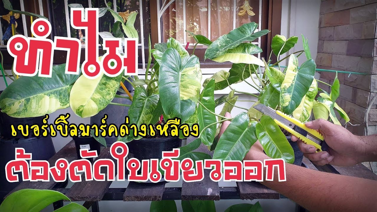 ฟิโลเดนดรอนเบอร์เบิ้ลมาร์ค ทำไมต้องตัดใบเขียวออก : หลงไม้ใบ EP.49