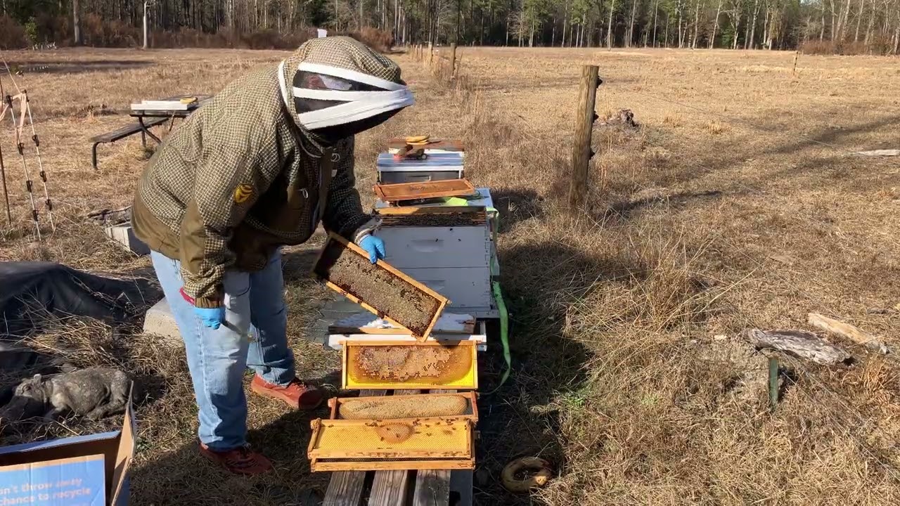 Not so serene beehives: Part 2
