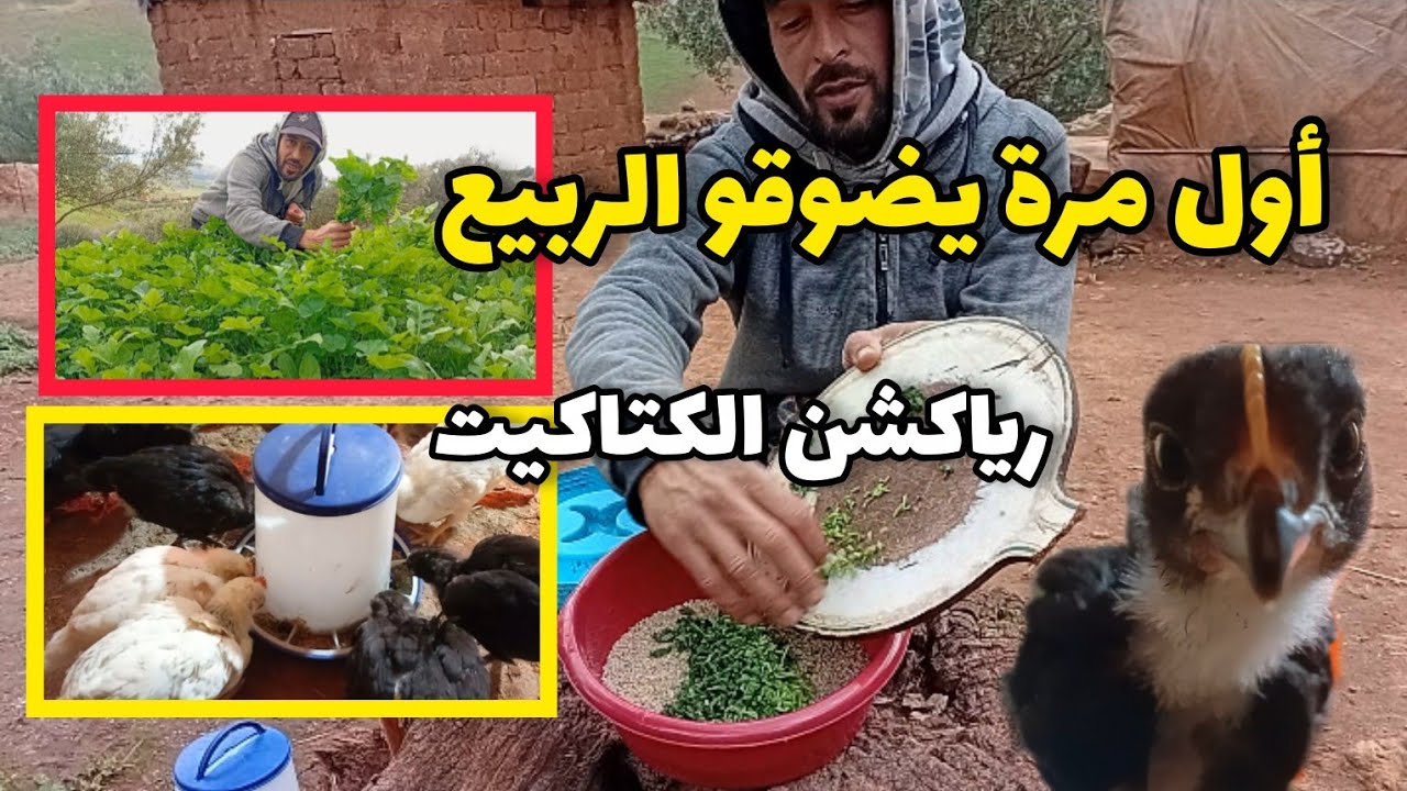 هكذا كانت ردت فعل الكتاكيت 🐣 مع أول وجبة خضراء ☘️ من البرية وإطلاق الوحوش بعد الفراق