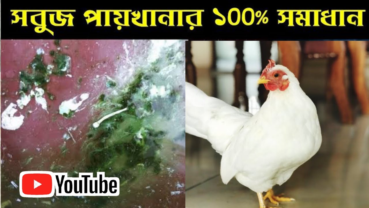 মুরগির সবুজ পায়খানা রোগের ১০০% সমাধান | রাণীক্ষেত রোগের চিকিৎসা ও ঔষধ | @The Manik Official