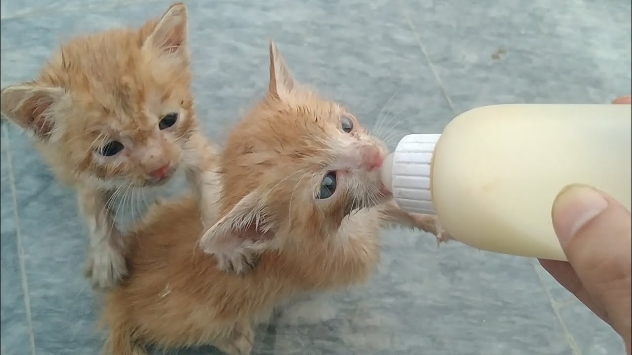 Rescue Kittens Find Nursing Mom & Enjoy Their Last Bottle Feeding