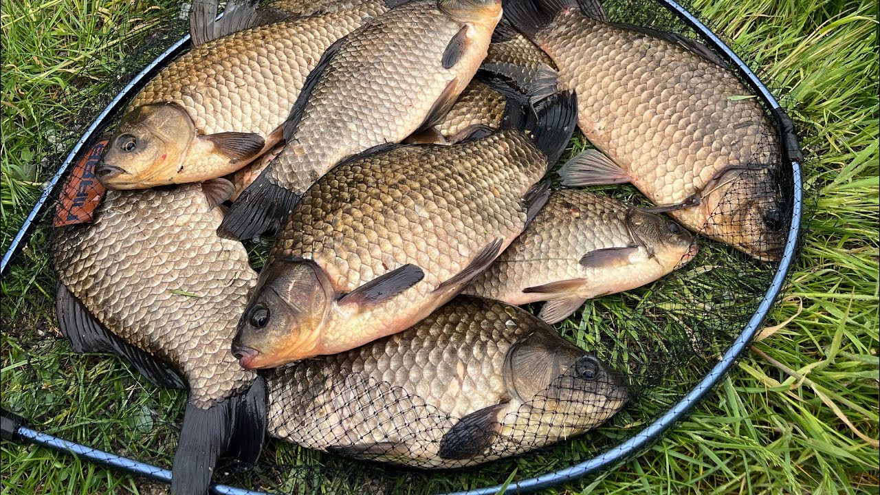 Ловимо великого карася на пружину. Карась як в дитинстві. #дозариболовлі #realfish  #пружина #карась