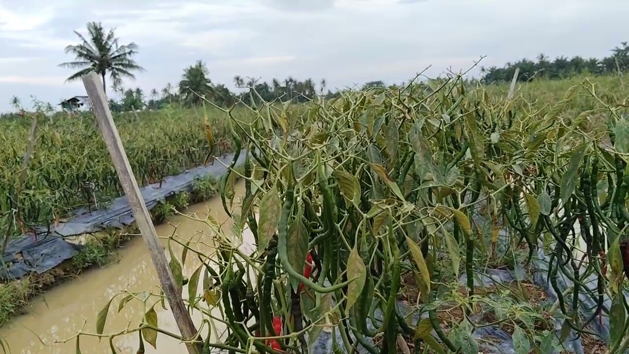 Buah  Menjadi Daun