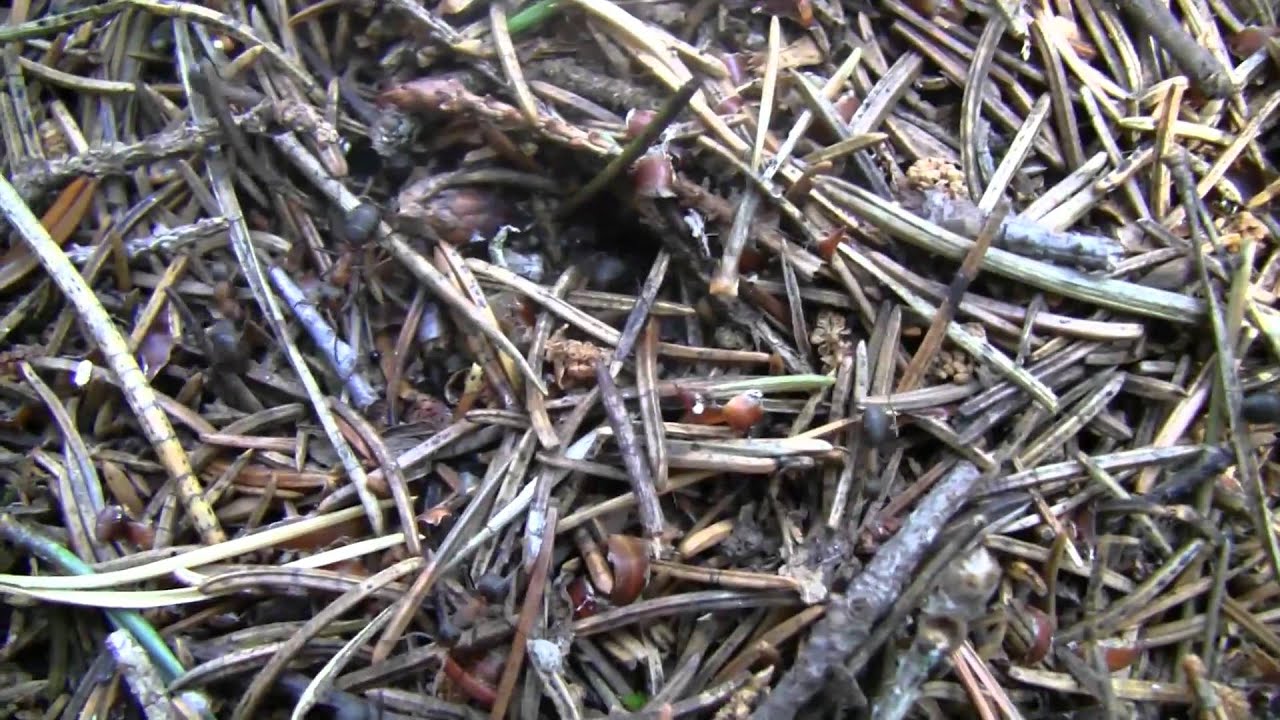 Muurahaisia bongatessa