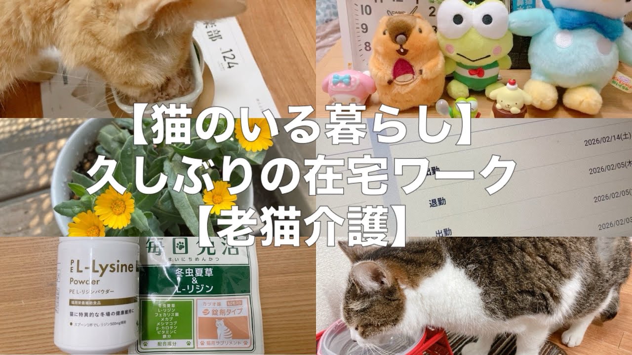 久しぶりの在宅ワーク【老猫介護】【猫のいる暮らし】