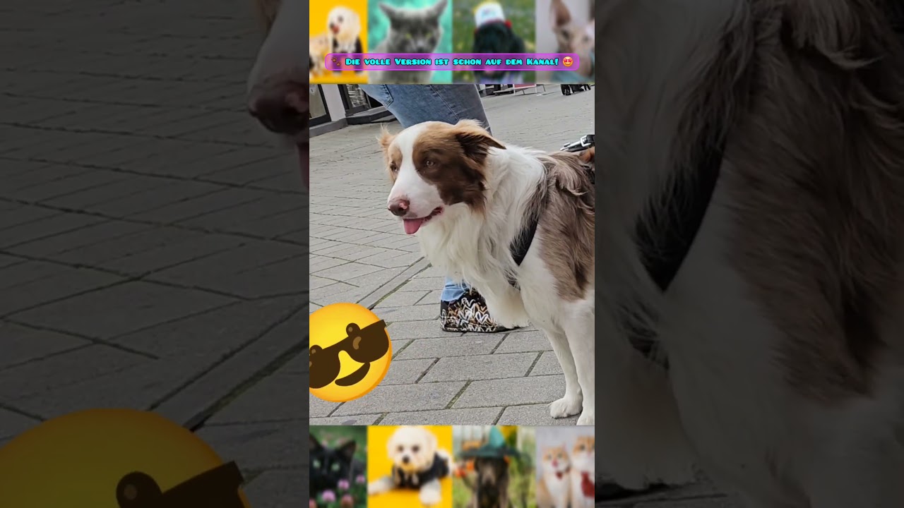 Tiere, Die Uns Zum Lachen Bringen 🐱🐶🤣 