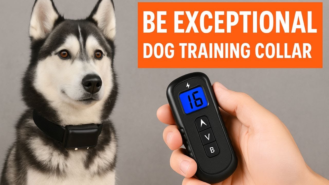 be exceptional dog training collar - The Best Collars to Help Train Your Dog Smarter and Faster.