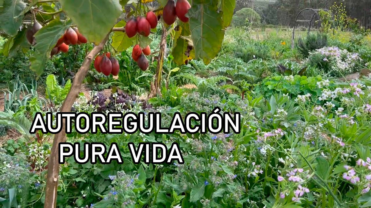 CONTROL de PLAGAS AUTOMÁTICO - Permacultura & Reguladores Biológicos