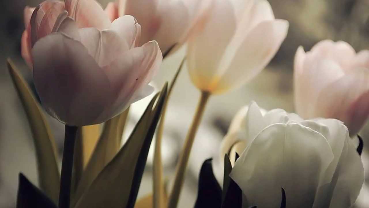 Bliss  -  A Hundred Thousand Angels