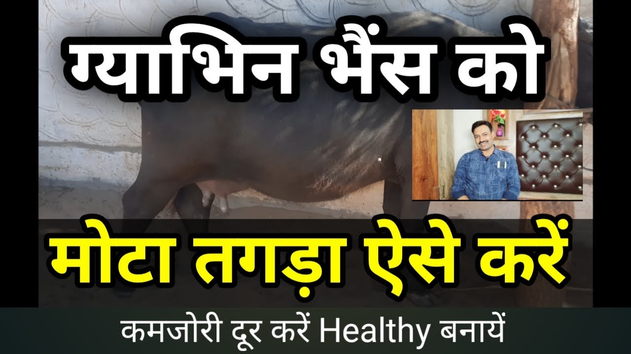 गाभिन भैंस को मोटा तगड़ा करने का घरेलू उपाय kamzor pregnant buffalo ko mota karne ka tarika D D Ramaw