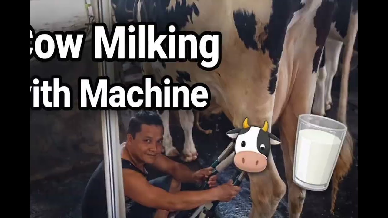 Cows milking with mechine 🐄🐮🐄🐮