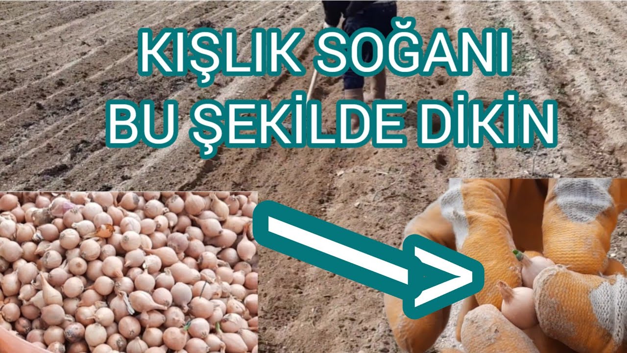 Çiftçiden Soğan Dikimini Öğrenin Çürük Soğan Yemeyin