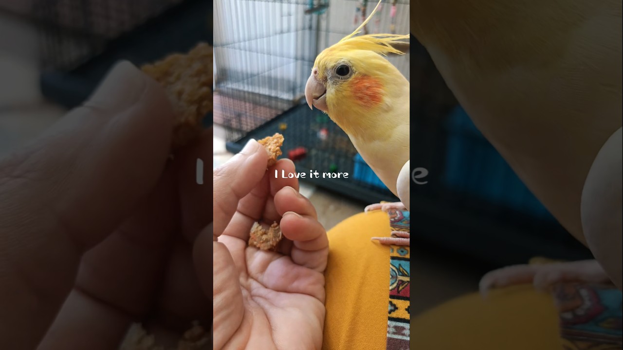Milo Loving His Homemade Pellets! 🐦🍽 Want the Recipe? #cockatielscraze