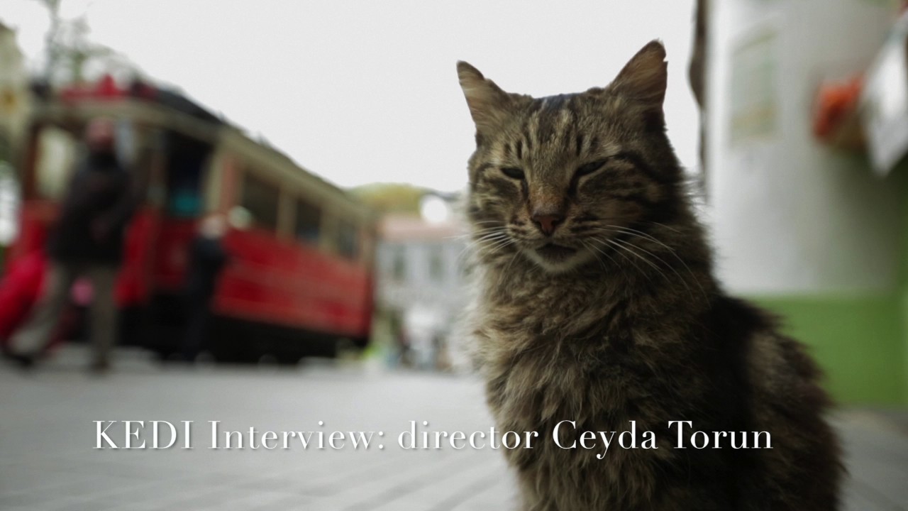Filmoria Interviews: KEDI Director Ceyda Torun