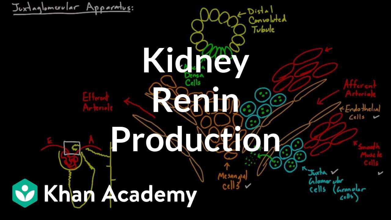 Renin production in the kidneys | Renal system physiology | NCLEX-RN | Khan Academy