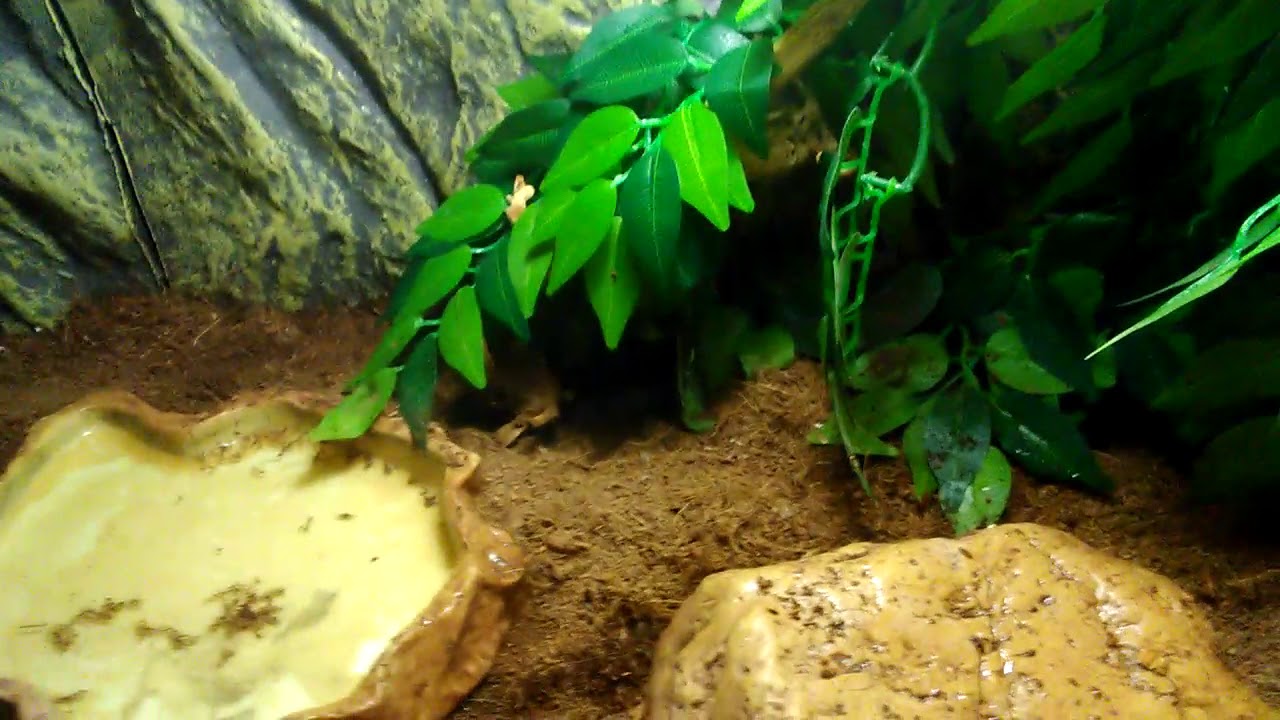 Fiche d'Élevage du Tiliqua Gigas Gigas